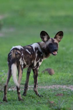 Afrika vahşi köpeği
