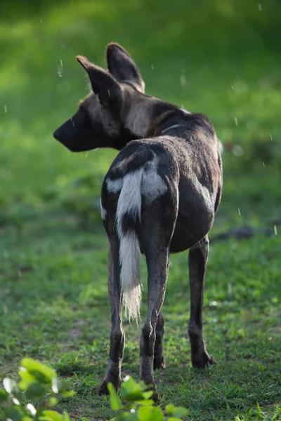 Cão selvagem africano — Fotografia de Stock