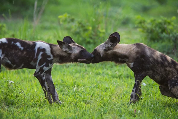 Cão selvagem africano — Fotografia de Stock