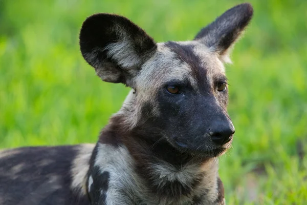 African Wild dog — Stock Photo, Image