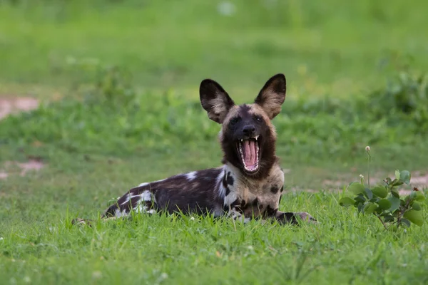 Chien sauvage africain — Photo