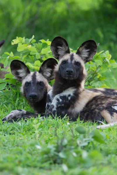 Afrikanischer Wildhund lizenzfreie Stockfotos