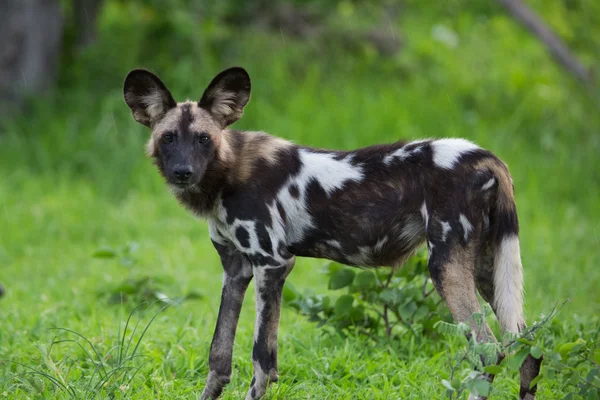 アフリカの野生の犬 ロイヤリティフリーのストック画像