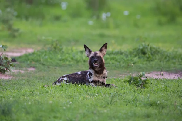 Perro salvaje africano Fotos De Stock Sin Royalties Gratis