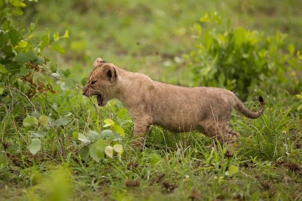 Filhote de leão bebé — Fotografia de Stock