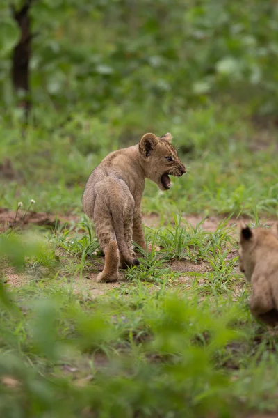 Baby lion cub — Stock Photo, Image