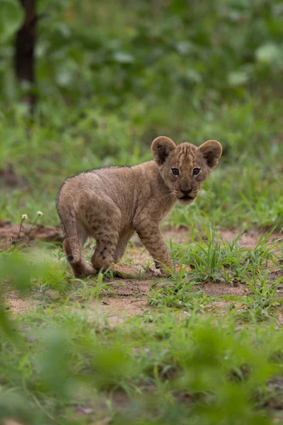Baby lvíče — Stock fotografie