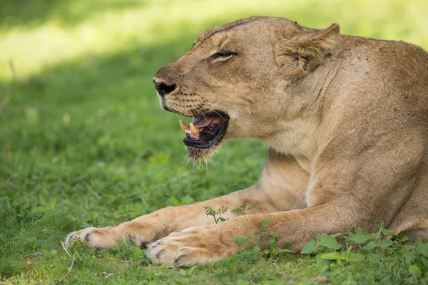 Leoa na natureza, safári na África — Fotografia de Stock