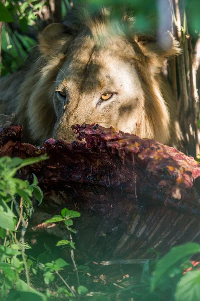 WIld Lion eating a buffalo in Africa — Stock Photo, Image