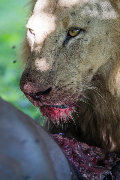 Wilde leeuw eten van een buffel in Afrika — Stockfoto