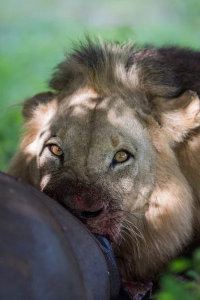 WIld Lion eating a buffalo in Africa — Stock Photo, Image
