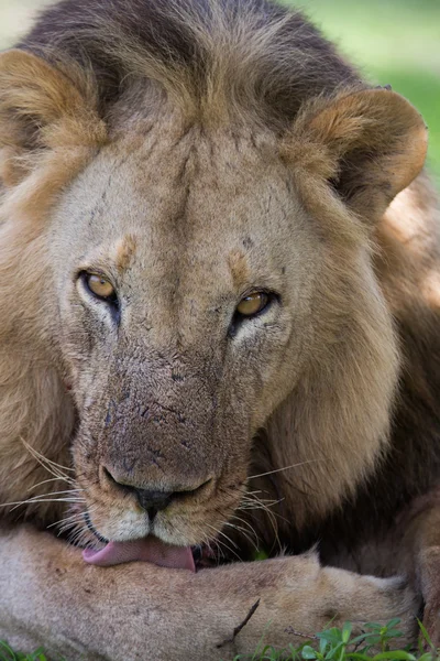 Lion in the wild on safari in Africa — Stock Photo, Image