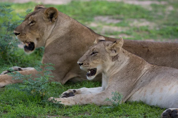 Leoa na natureza, safári na África — Fotografia de Stock