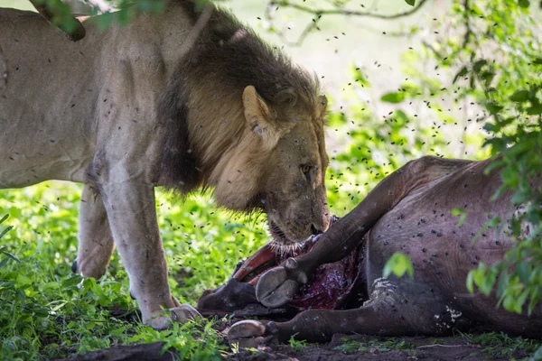 Wilder löwe frisst büffel in afrika — Stockfoto