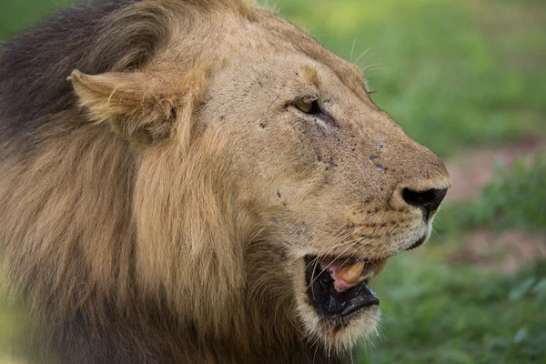Löwenporträt in Afrika lizenzfreie Stockbilder