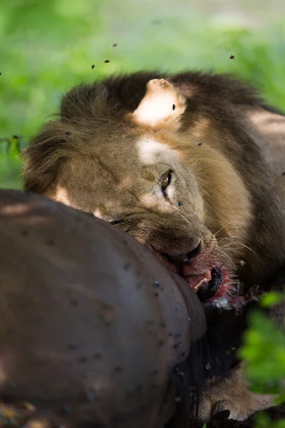 WIld Lion comiendo un búfalo en África Imagen De Stock