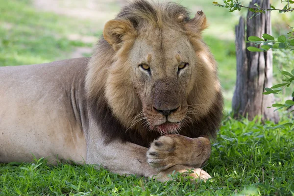 Löwe in freier Wildbahn auf Safari in Afrika Stockfoto