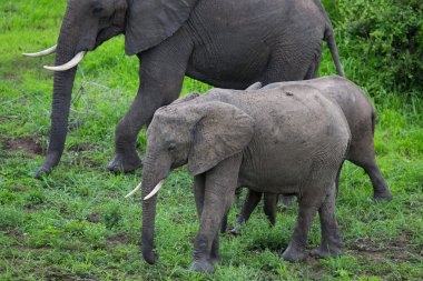 Afrika, Zambiya safari vahşi fil sürüsü