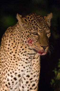 gece bir cinayet ile vahşi leopar