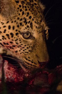 gece bir cinayet ile vahşi leopar