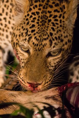 gece bir cinayet ile vahşi leopar