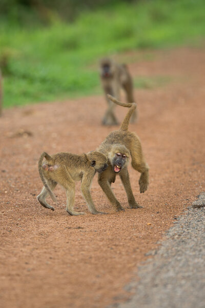 Monkeys in Africa, Zambia, Safari