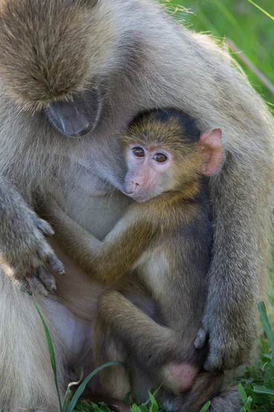 Scimmie in Africa, Zambia, Safari — Foto Stock