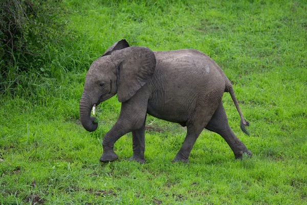 Vild elefant besättning i Afrika, zambia safari — Stockfoto