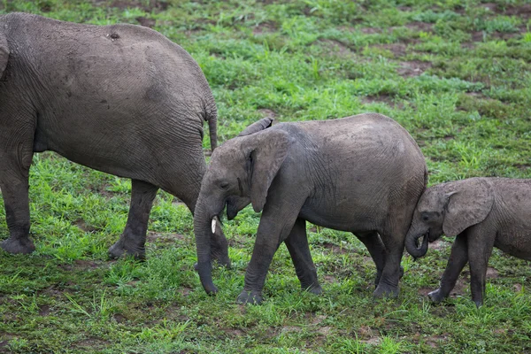 Afrika, Zambiya safari vahşi fil sürüsü — Stok fotoğraf