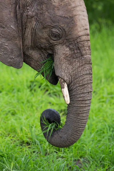 Wilde olifanten kudde in Afrika, zambia safari — Stockfoto