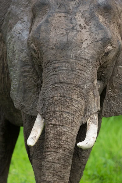 Wilde olifanten kudde in Afrika, zambia safari — Stockfoto