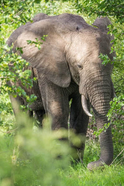 Wild elephant herd in Africa, Zambia Safari — Stock Photo, Image