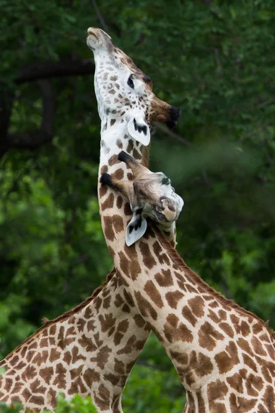 在赞比亚野生动物园的长颈鹿 — 图库照片