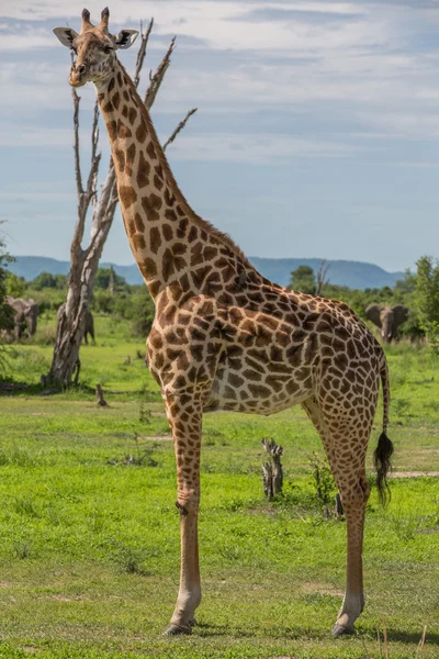 Żyrafa w Zambii safari — Zdjęcie stockowe