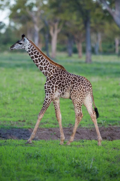 Giraffe in Zambia Safari — Stockfoto