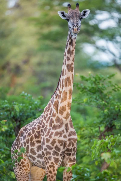 在赞比亚野生动物园的长颈鹿 — 图库照片