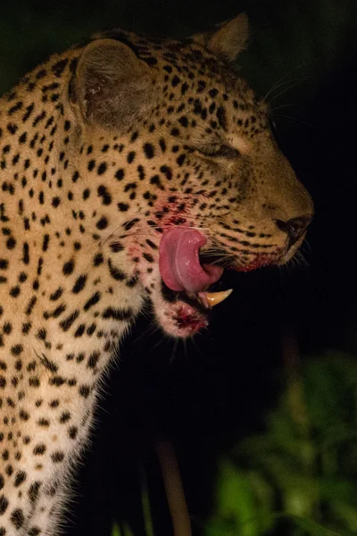 gece bir cinayet ile vahşi leopar