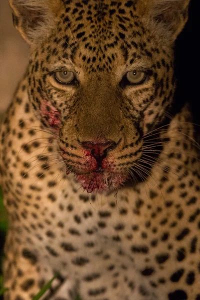 Wild leopard with a kill at night — Stock Photo, Image