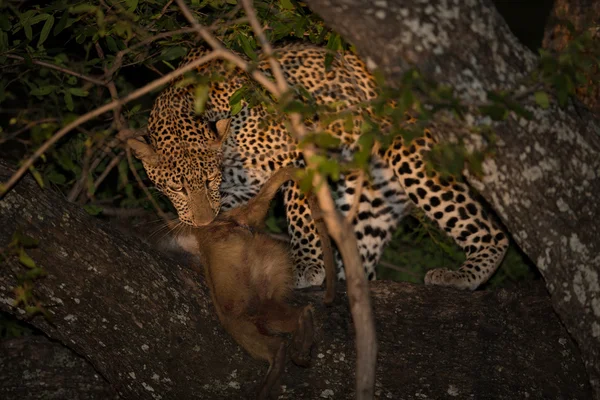 Leopardo selvagem com uma morte à noite — Fotografia de Stock