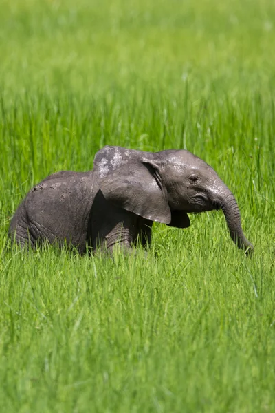 Wilde Elefantenherde in Afrika, Sambia Safari Stockfoto