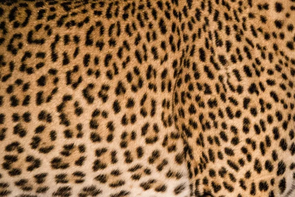 Divoké leopardí s kill v noci Royalty Free Stock Fotografie