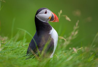 İzlanda'daki Atlantik puffins