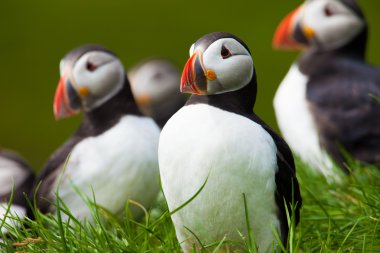 İzlanda'daki Atlantik puffins