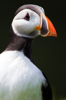 İzlanda'daki Atlantik puffins