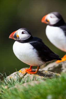 İzlanda'daki Atlantik puffins