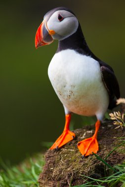 İzlanda'daki Atlantik puffins