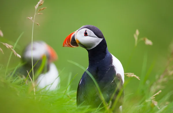 İzlanda'daki Atlantik puffins — Stok fotoğraf