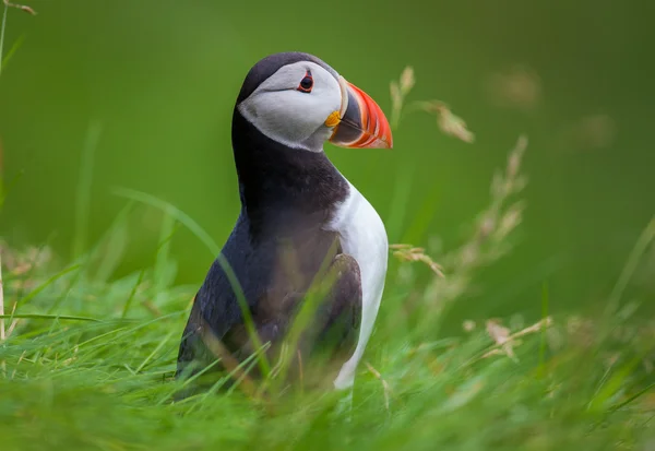 İzlanda'daki Atlantik puffins — Stok fotoğraf