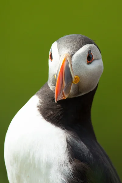 İzlanda'daki Atlantik puffins — Stok fotoğraf