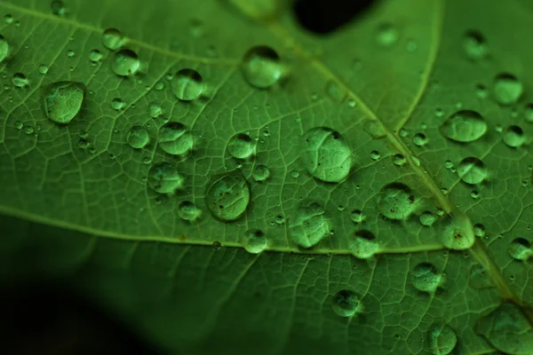 Druppels water op een groen blad — Stockfoto